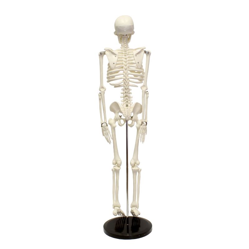 Photo 2 of MonMed | Medical Skeleton Model Small Human Skeleton Model for Anatomy 33.5 Inch
