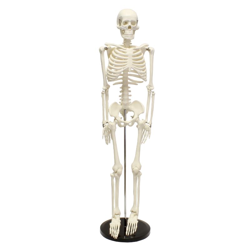 Photo 1 of MonMed | Medical Skeleton Model Small Human Skeleton Model for Anatomy 33.5 Inch
