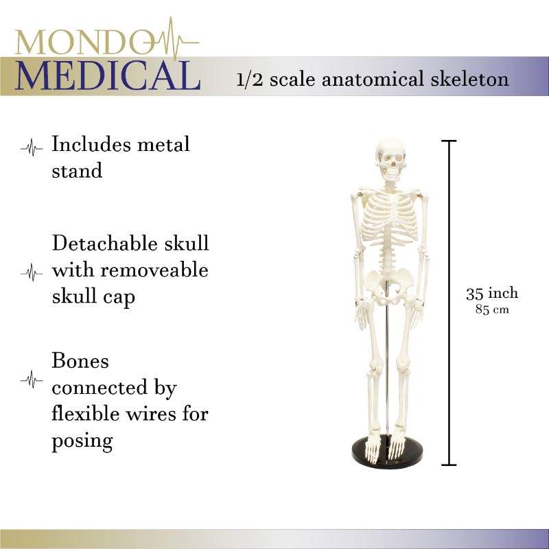 Photo 3 of MonMed | Medical Skeleton Model Small Human Skeleton Model for Anatomy 33.5 Inch
