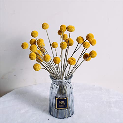 Photo 1 of ***non refundable bundle****
CHENGRD Dried Craspedia Globosa Yellow Billy Balls Natural Dried Flower 20 Stems, 1-1.5 inch in Diameter, Dried Plant Dried Flower Branch for DIY Flower Arrangements Home Decor (2 Pack)