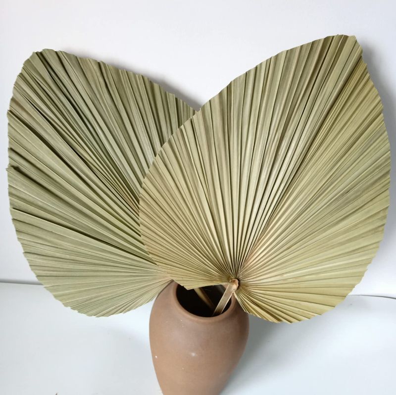 Photo 1 of 23" H x 15" W Giant Tropical Dried Palm Leaves, Large Palm Fan Leaves for Wedding Home Decor, Set of 2
