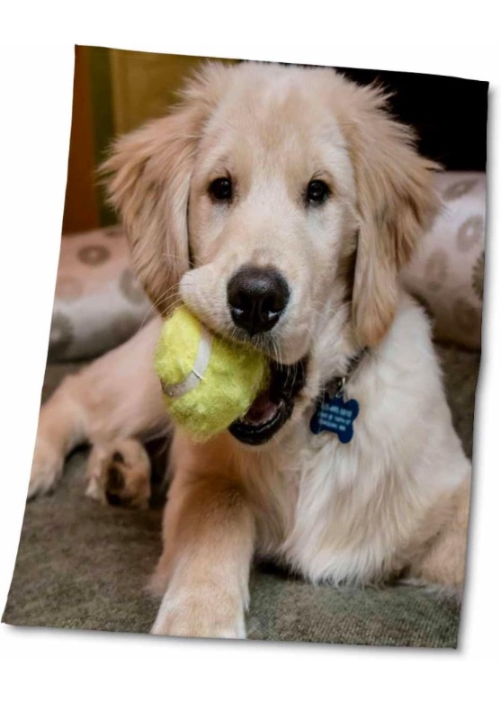 Photo 1 of 3dRose 22x30 Bath Hand Pool Towel - Four Month Old Golden Retriever Puppy Chewing on a Tennis Ball. Animals https://a.co/d/eqho0Oc