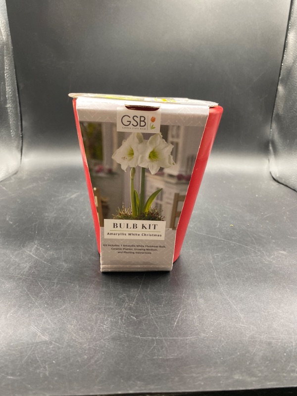 Photo 2 of Ceramic Red Planter with Amaryllis Grow Kit White - Garden State Bulb
