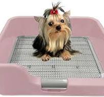 Photo 1 of [PS Korea] Indoor Dog Potty Tray – with Protection Wall Every Side for No Leak, Spill, Accident - Keep Paws Dry and Floors Clean (Pink)