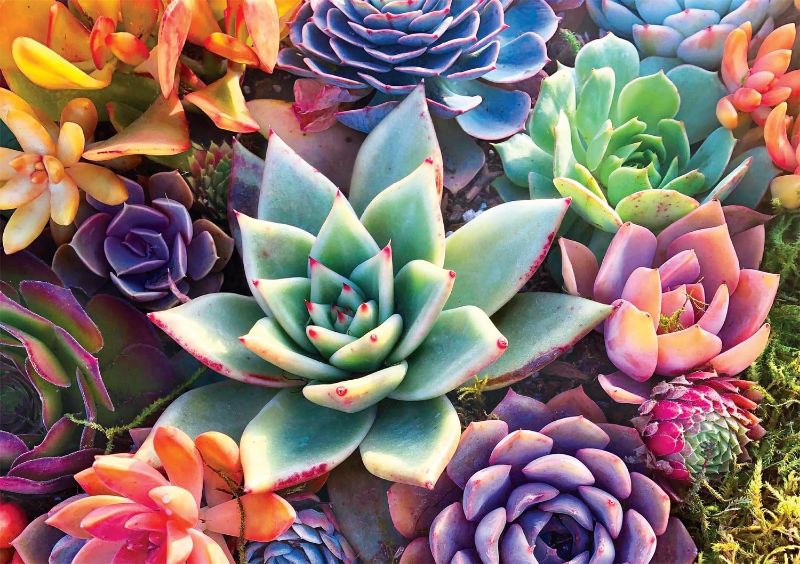 Photo 1 of Buffalo Games - Simple Succulent - 500 Piece Jigsaw Puzzle
