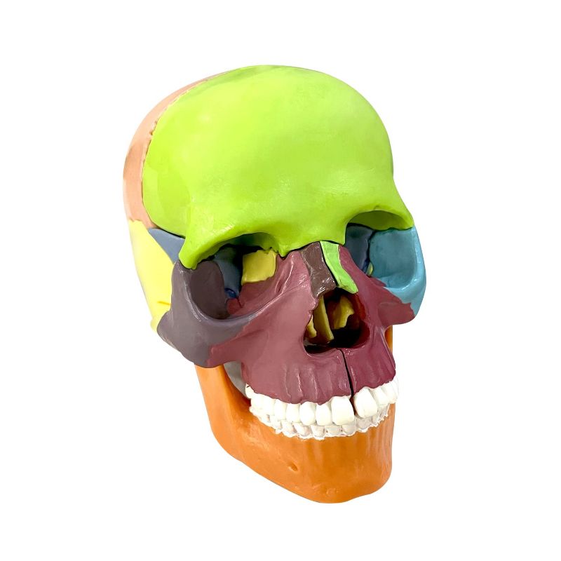 Photo 1 of LYOU Human Skull Model for Learning (15 Part Exploded Skull Model)
