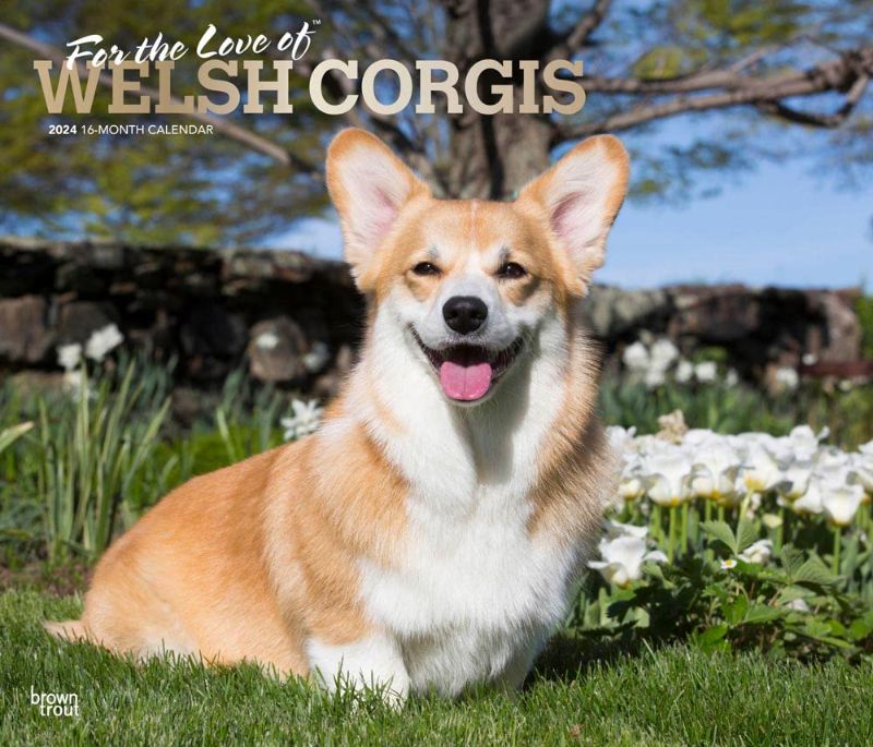 Photo 1 of For the Love of Welsh Corgis | 2024 14 x 24 Inch Monthly Deluxe Wall Calendar | Foil Stamped Cover | BrownTrout | Animal Dog Breeds https://a.co/d/fyijVSn