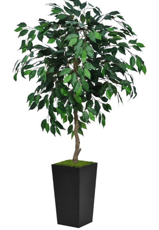 Photo 1 of ASTIDY Artificial Ficus Tree 5FT - Faux Indoor Tree with Gray Tall Planter - Fake Ficus Floor Plant Potted - Artificial Silk Tree for Home Office Living Room Decor Indoor