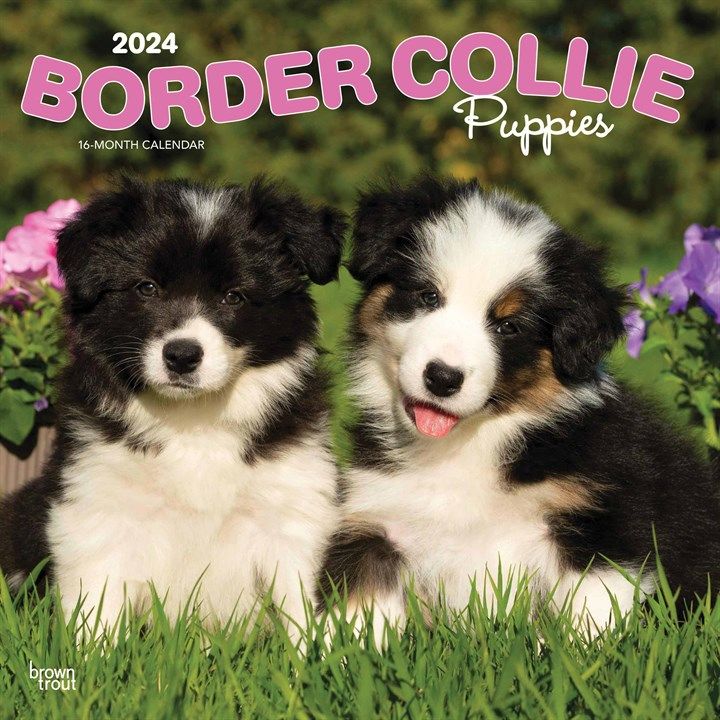 Photo 1 of Border Collie Puppies | 2024 12 X 24 Inch Monthly Square Wall Calendar | BrownTrout | Animals Dog Breeds Collie Puppy