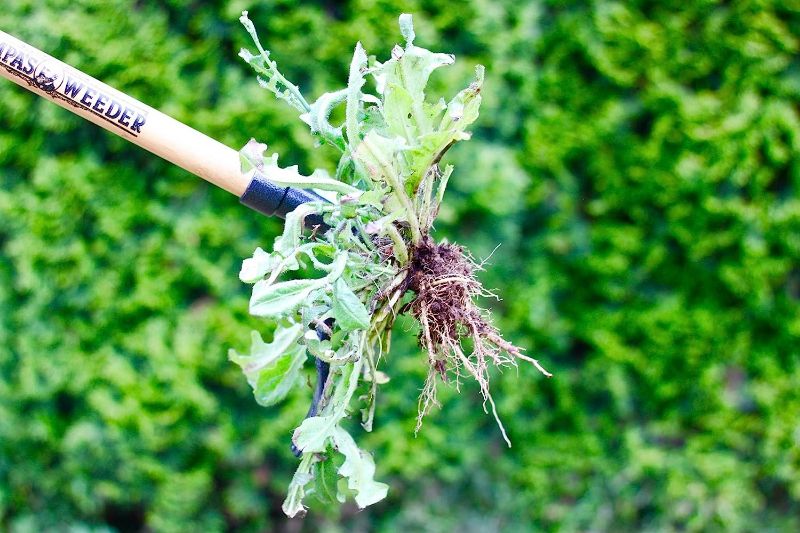 Photo 4 of (NON-REFUNDABLE) Grampa's Weeder - The Original Stand Up Weed Puller Tool with Long Handle