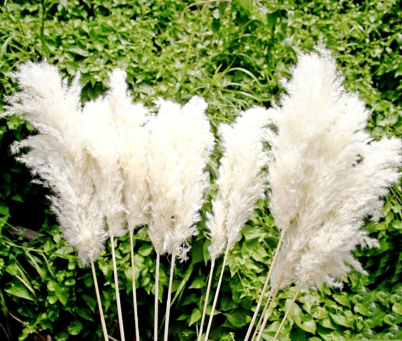 Photo 1 of 35-inch Tall White Pampas Grass Bouquet Decor - Boho Flowers and Feathers for Centerpieces, Perfect for Tall Floor Vase Fillers, Home Decor, Living Room, and Wedding Decor (20 Pcs)