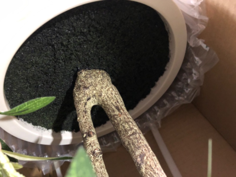 Photo 1 of LOMANTO Artificial Olive Trees, 6 ft Tall Fake Olive Trees for Indoor, Faux Olive Silk Tree, Large Olive Plants with White Planter for Home Decor and Housewarming Gift, 1 Pack