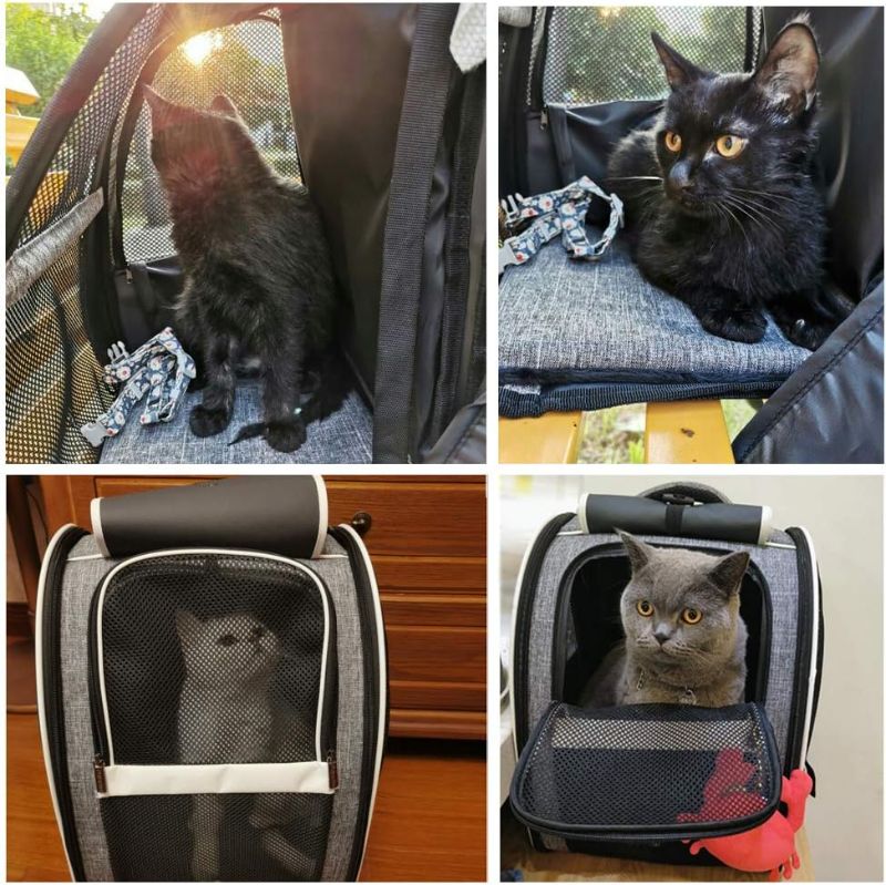 Photo 1 of Texsens Pet Carrier Backpack with Window Blind for Small Cats Dogs, Ventilated Design, Safety Straps, Buckle Support, Collapsible, Designed for Travel, Hiking, Winter Outing, Outdoor, Go to Vet

