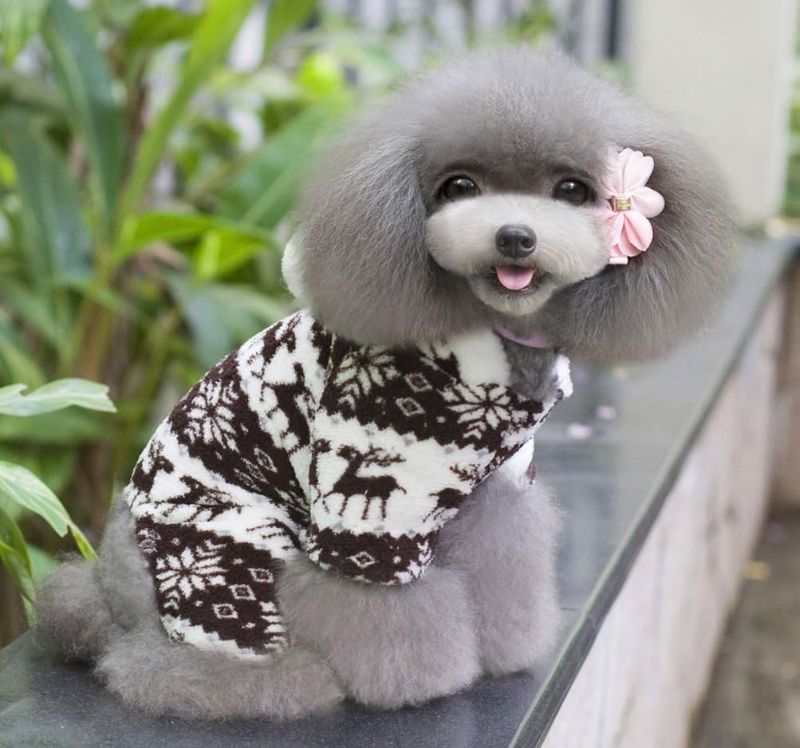 Photo 1 of [Size XS] Pet Cat Puppy Hoodie Jumpsuit