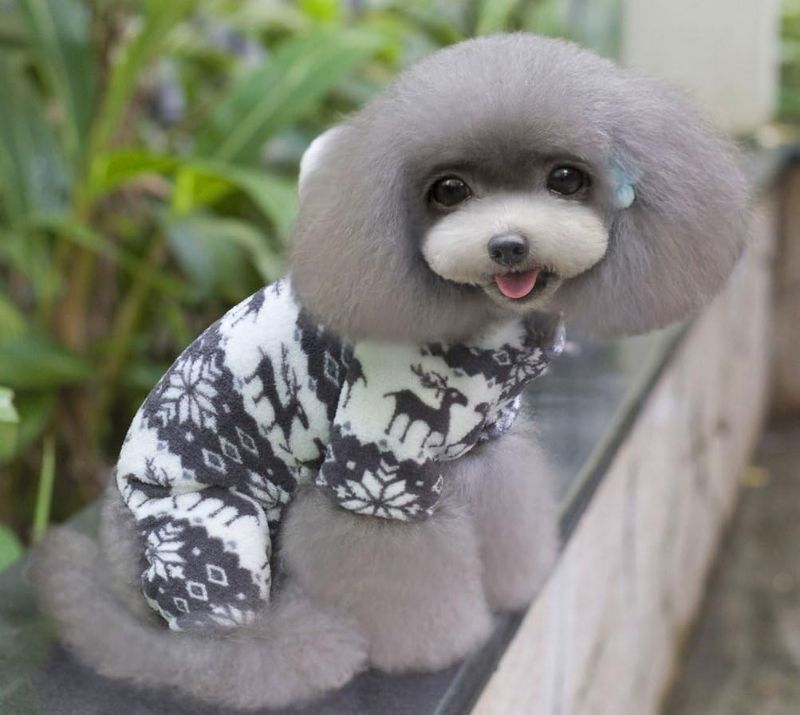 Photo 1 of [Size L] Pet Cat Puppy Hoodie Jumpsuit