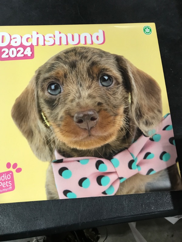 Photo 2 of Official Studio Pets Dogs Wall Calendar 2024 12" x 12" FSC® Plastic Free - Starts Week On Sunday | 12 Month Planner | Square Wall Calendar 2024 | Family Planner Calendar 2024 | Dachshund Calendar 2024 Dachshund 2024