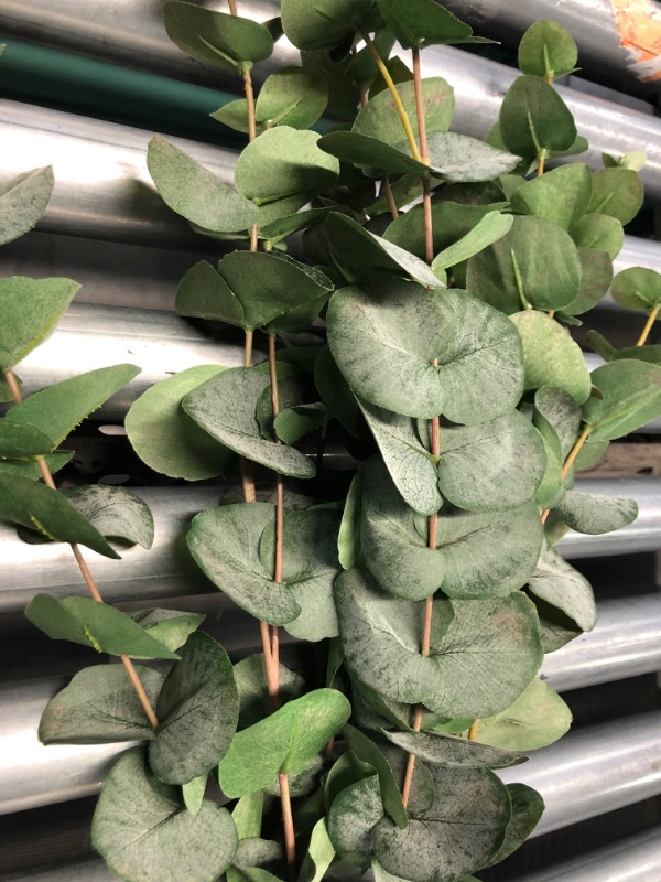 Photo 1 of ***12 Pack*** Allen + Roth 5-in Green Indoor Eucalyptus Artificial Plant