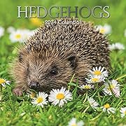 Photo 1 of 2024 Square Wall Calendar, Hedgehogs, 16-Month Animals Theme with 180 Reminder Stickers (12 x 12 In)