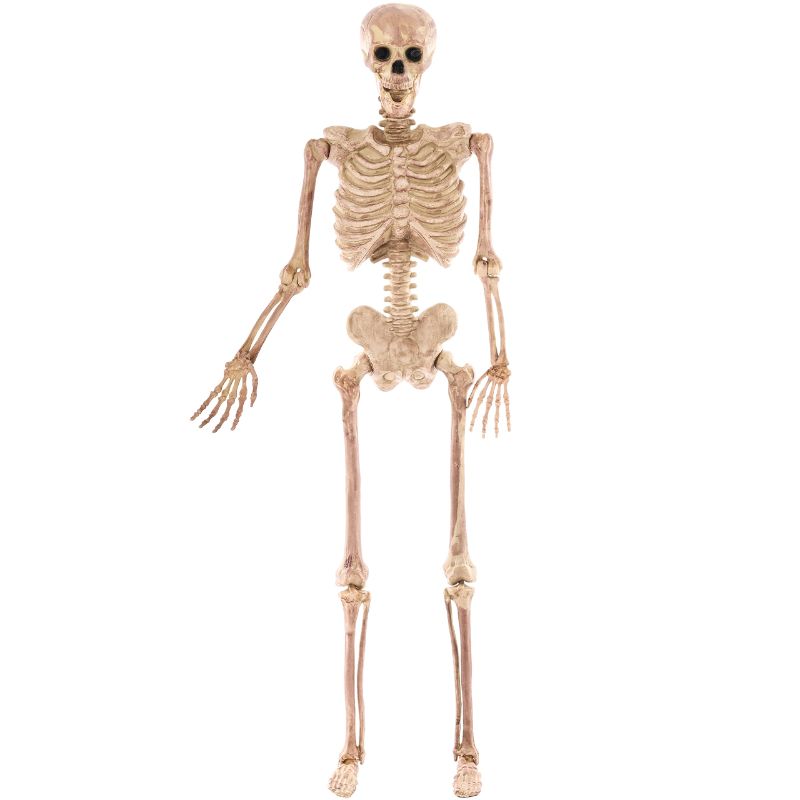 Photo 1 of JOYIN Halloween 4.9 FT Skeleton Full Body Posable Joints Realistic Human Plastic Bones for Halloween Indoor Outdoor Spooky Scene Party Favors