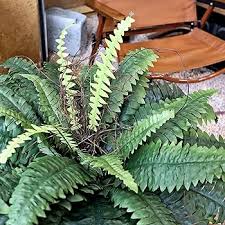 Photo 1 of Large Artificial Ferns for Outdoor 51" Fake Boston Fern 66 Fronds Faux Ferns Plant Silk Greenery for Indoors Home Garden Porch Windowsill Decor (1 Stem)
