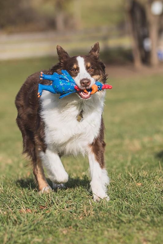 Photo 1 of 11.5-Inch Latex Polka Dot Globken Chicken Dog Toy