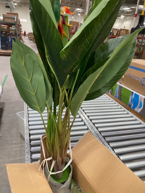 Photo 2 of AMERIQUE 2 psc Feet Unique Bird of Paradise Tree Artificial Silk Plant with Flowers, UV Protection, with Nursery Plastic Pot, Feel Real Technology