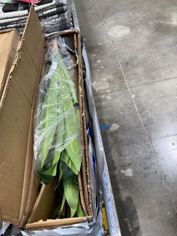 Photo 1 of ***see note**Indoor or Outdoor Plant