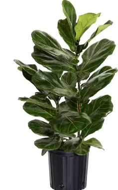 Photo 1 of Fiddle Leaf Fig Ficus Lyrata Live Houseplant in 9.25 inch Grower Pot