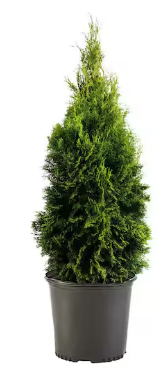 Photo 1 of 1 Gal. Emerald Green Arborvitae Shrub with Green Foliage