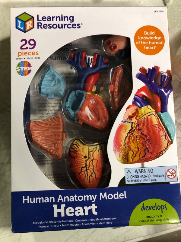 Photo 2 of Learning Resources Human Heart Model, Working Heart Model, Anatomy for Kids, Human Body Heart Model, Educational Model, Ages 8+