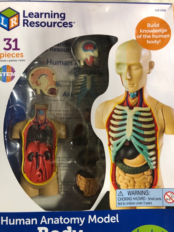 Photo 2 of Learning Resources Human Body Model, 31 Pieces, Grades 3+, Ages 8+, Science Classroom Demonstration Tools, Realistic Human Anatomy Display,Back to School Supplies