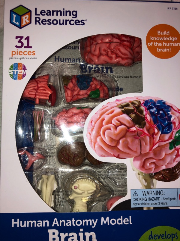 Photo 2 of Learning Resources Brain Anatomy Model (LER3335)