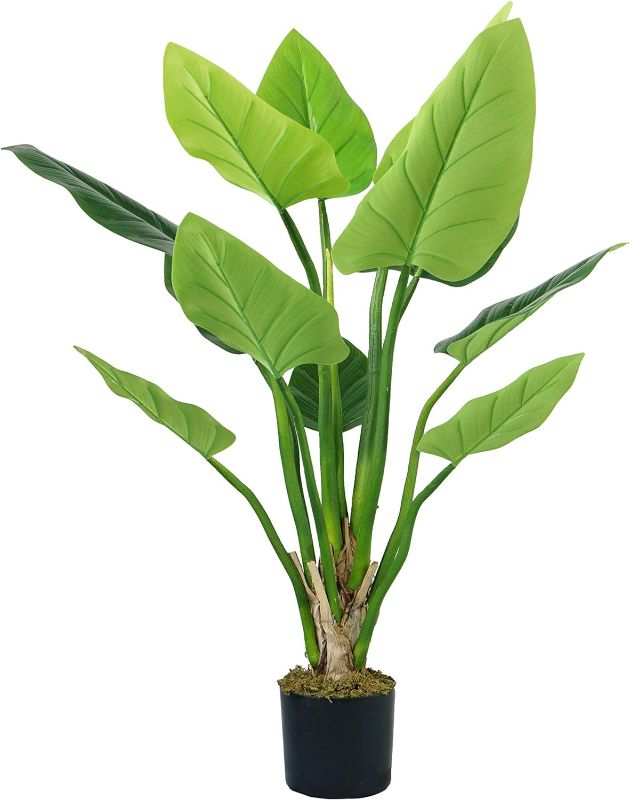 Photo 1 of Botanicals 54" H Philodendron Erubescens Green Emerald
