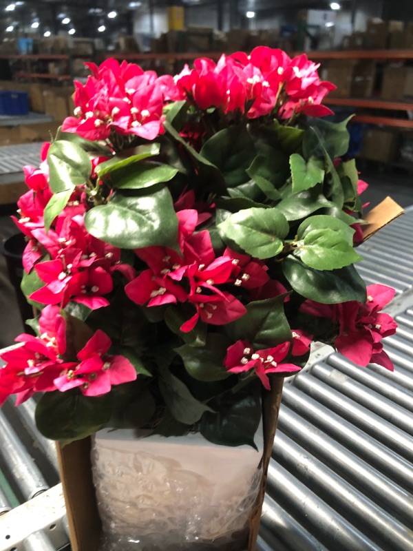 Photo 2 of (see all images) bougainvillea in a white 3' ft tall pot