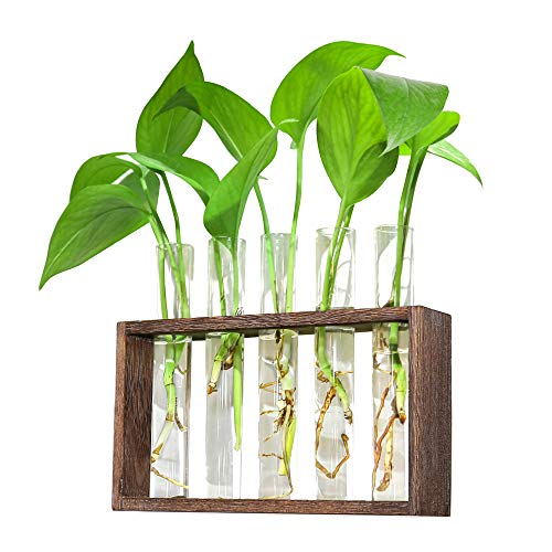 Photo 1 of Ivolador Wall Mounted Hanging Planter Test Tube Flower Bud Vase Tabletop Glass Terrarium Wooden Stand with 5 Test Tube Perfect for Propagating Hydroponic Plants Home Garden Wedding Decoration