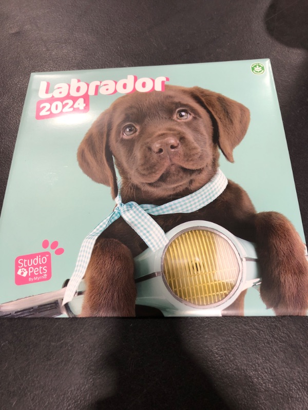 Photo 2 of Official Studio Pets Dogs Wall Calendar 2024 12" x 12" FSC® Plastic Free - Starts Week On Sunday | 12 Month Planner | Square Wall Calendar 2024 | Family Planner Calendar 2024 | Labrador Calendar 2024 Labrador 2024