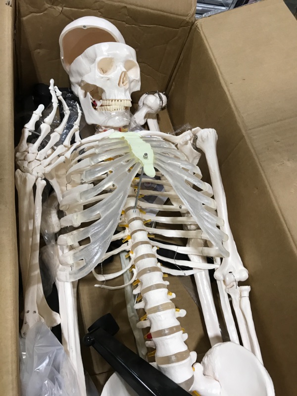 Photo 2 of breesky Human Skeleton Model for Anatomy- Life Size Medical Human Skeleton Model with Nervous System 70.8 in with Rolling Stand for Medical Study and Display 3 Posters