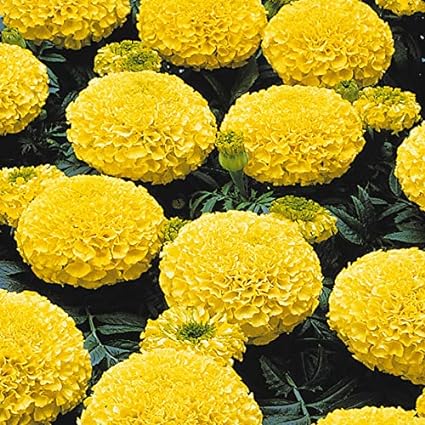 Photo 1 of  500+ Seeds Marigold Yellow Garden Flower Seeds for Planting
