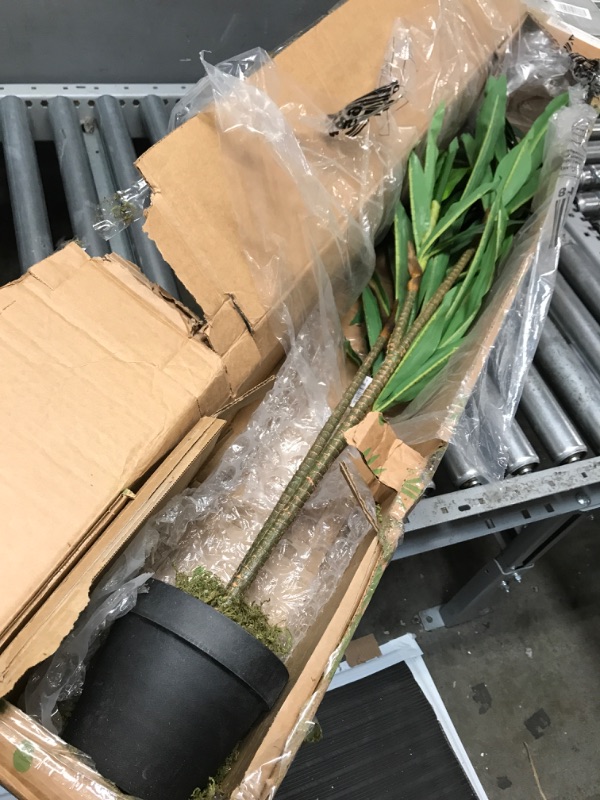 Photo 1 of 4 inch dracaena plant 
