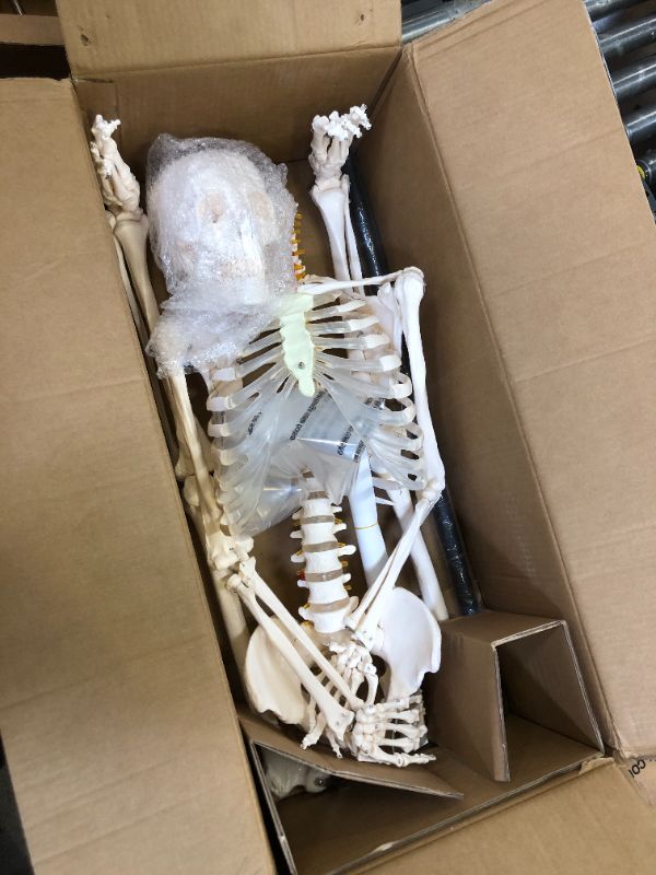 Photo 1 of NLShan Human Skeleton Model for Anatomy -Life Size Anatomical Skeleton Medical Model with Nervous System 70.8 in with Rolling Stand for Study and Display Colorful Posters 170 human skeleton model 170 human skeleton model
