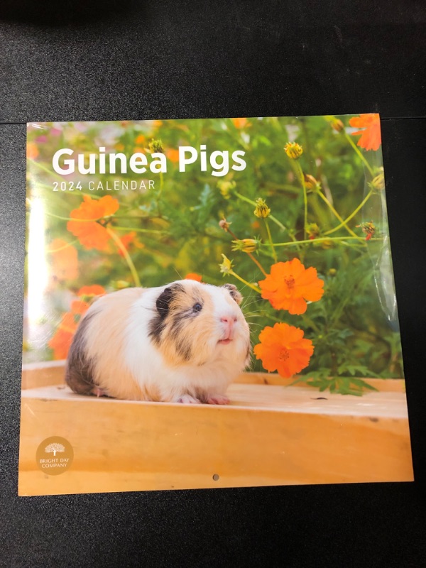 Photo 2 of 2024 Guinea Pigs Monthly Wall Calendar by Bright Day, 12 x 12 Inch Cute Nature Photography Gift