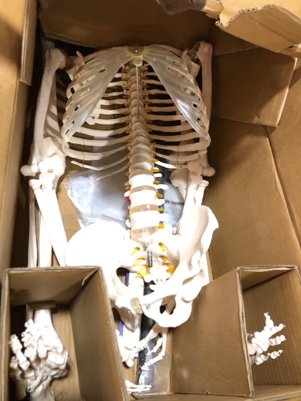 Photo 2 of breesky Human Skeleton Model for Anatomy- Life Size Medical Human Skeleton Model with Nervous System 70.8 in with Rolling Stand for Medical Study and Display 3 Posters