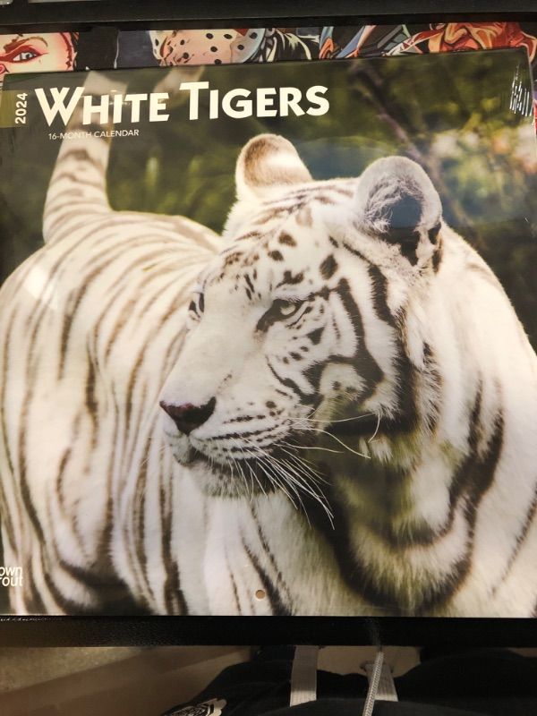 Photo 2 of White Tigers | 2024 12 x 24 Inch Monthly Square Wall Calendar | BrownTrout | Wildlife Zoo Animals