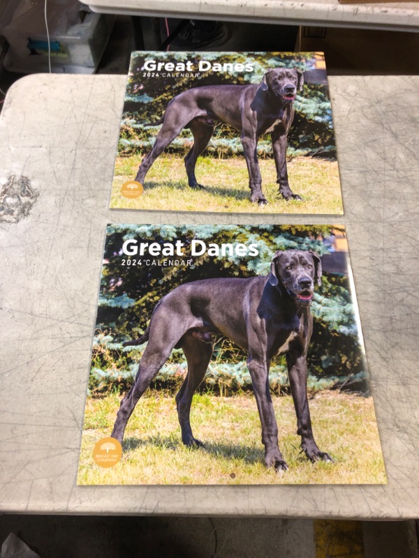 Photo 2 of 2024 Great Danes Monthly Wall Calendar by Bright Day, 12 x 12 Inch Cute Dog Breed Gift
 2 PACK 