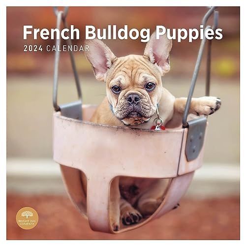 Photo 1 of 2024 French Bulldog Puppies Monthly Wall Calendar by Bright Day, 12 X 12 Inch Cute Dog Breed Gift
