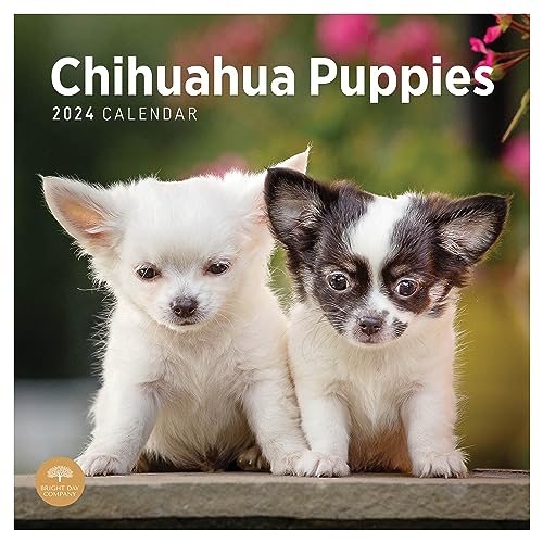 Photo 1 of 2024 Chihuahua Puppies Monthly Wall Calendar by Bright Day, 12 X 12 Inch Cute Dog Breed Gift
