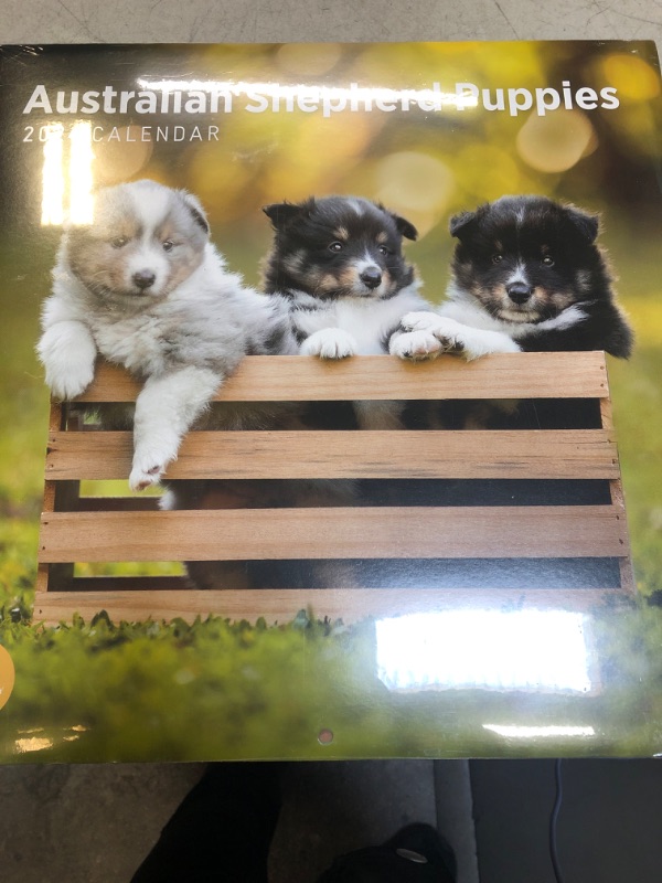Photo 2 of 2024 Australian Shepherd Puppies Monthly Wall Calendar by Bright Day, 12 x 12 Inch Cute Dog Breed Gift