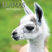 Photo 1 of 2024 Square Wall Calendar, Llamas, 16-Month Animals Theme with 180 Reminder Stickers (12 x 12 In)
