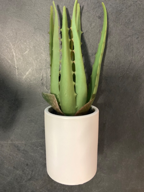 Photo 2 of 10 x 5 Artificial Aloe Plant Arrangement - Project 62