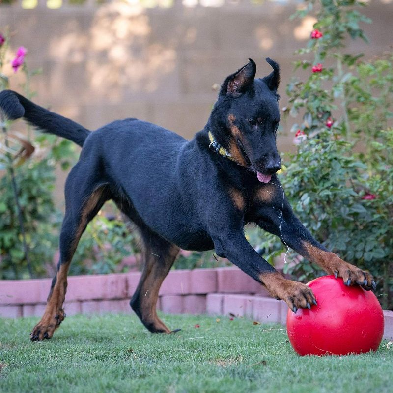 Photo 2 of Virtually Indestructible Ball 10 inches